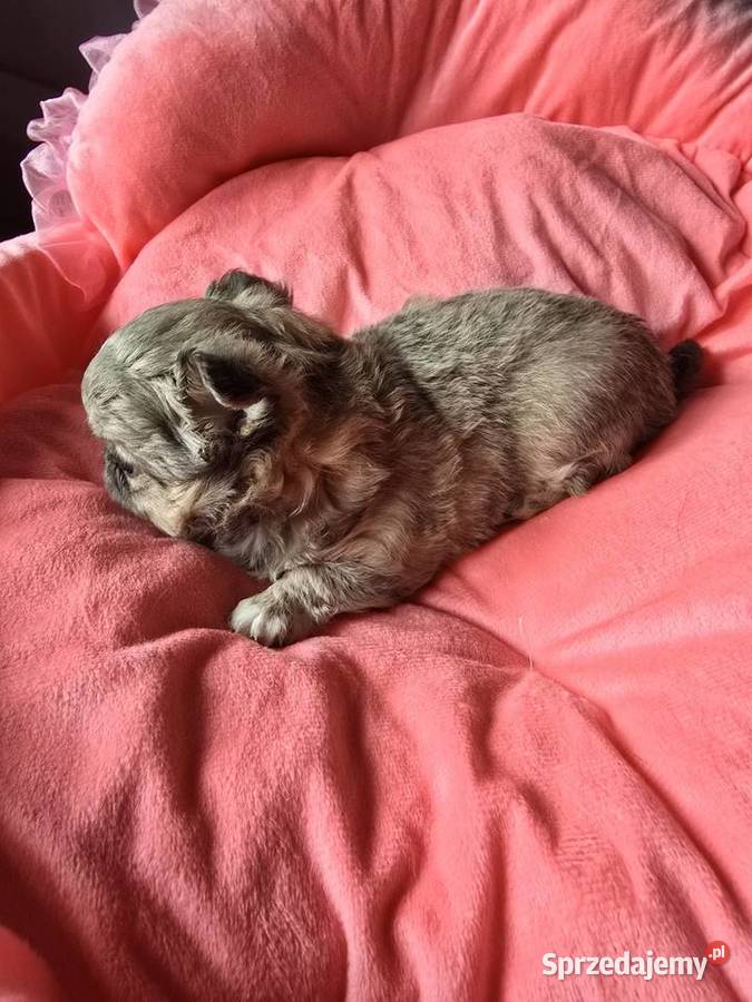 Chihuahua Liliowy Mini Bielsko-Biała