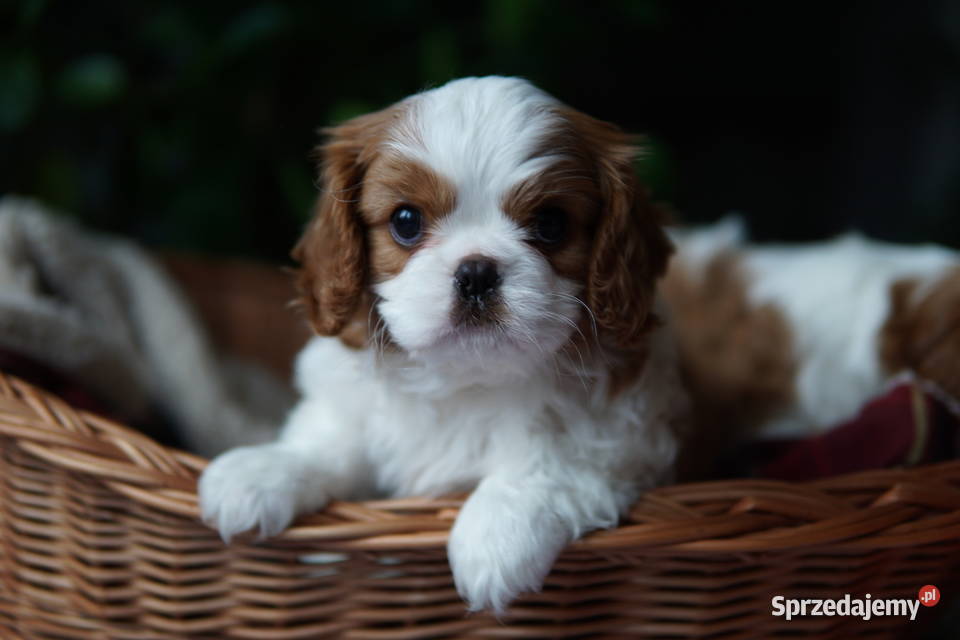 Szczenięta Cavalier King Charles Spaniel Zwierzęta podkarpackie