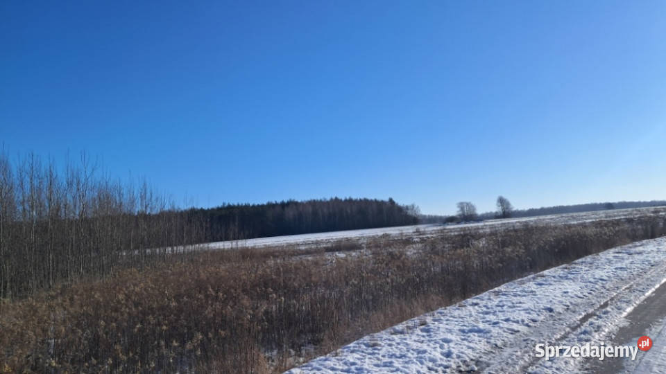Syndyk sprzeda udziały w prawie własności mazowieckie Nowe Iganie