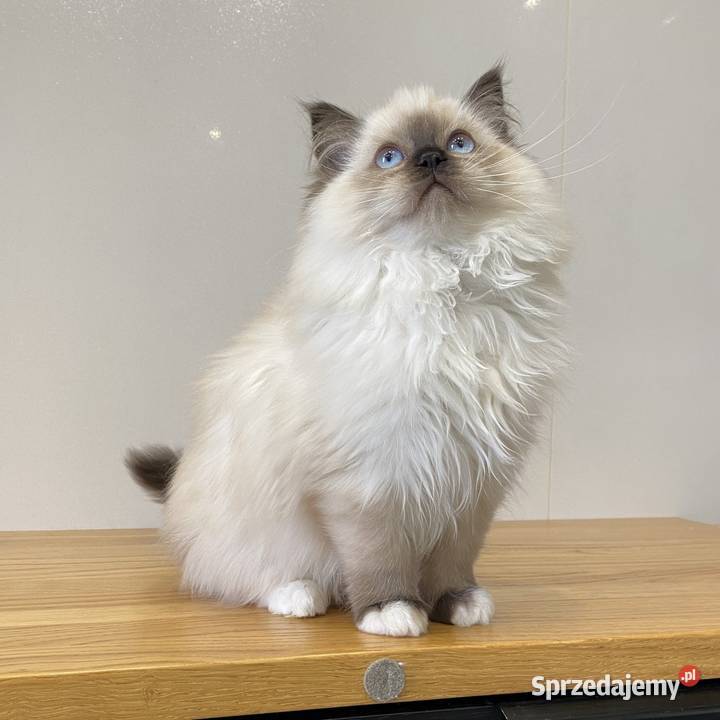Kotki ragdoll gotowe do wydania FPL kotka Katowice