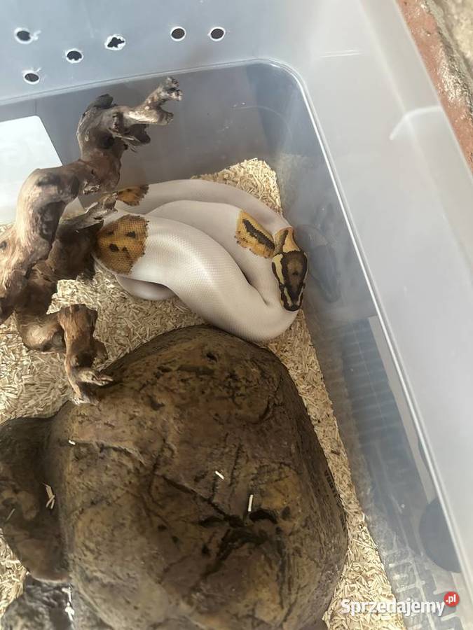Pyton królewski fire piebald młoda samica Piekary Śląskie