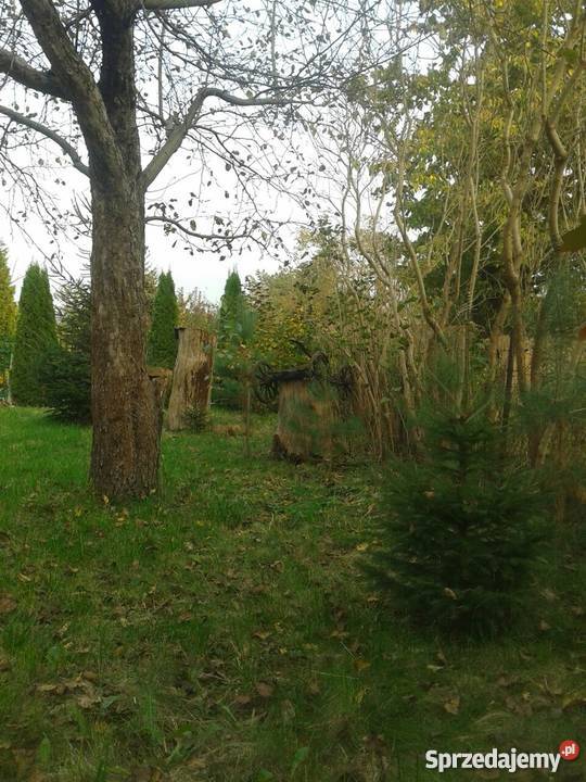 Sprzedam działkę w ROD AUGUSTOWKA 1 Mokotów 480 61zł/m2