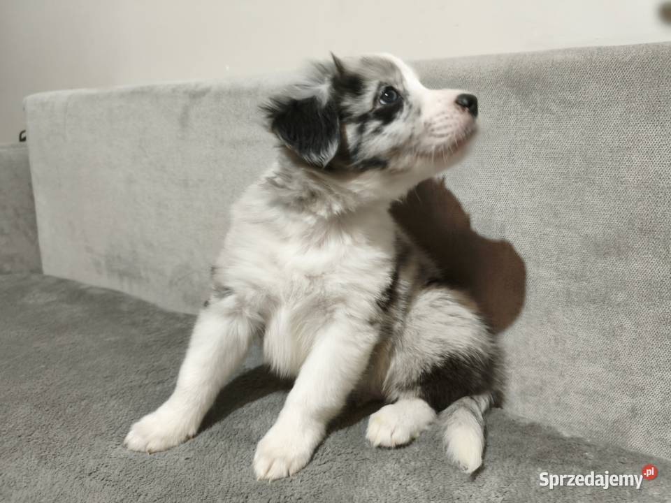 Piesek Border collie blue merle z rodowodem z Rymanów