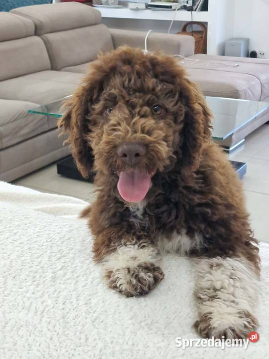Lagotto Romagnolo ZKwPFCI Jakubowice Konińskie