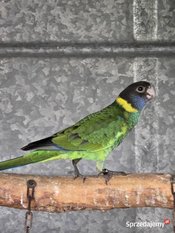 Rozelle czarnogłowe Kragen 2025r Ulanica