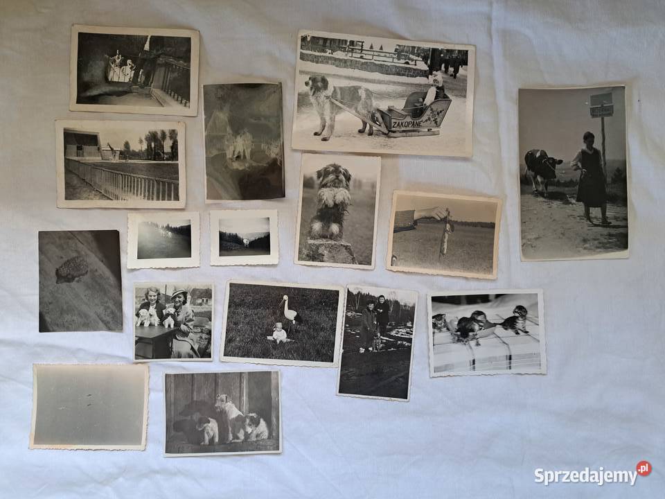 Stare fotografie 16 zwierzęta 1930 1970 do Brzesko