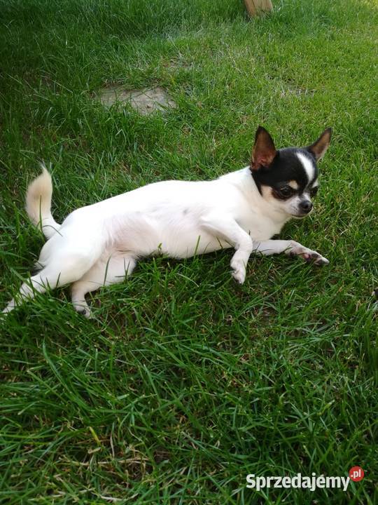 Dorosła chihuahua z rodowodem Chihuahua Wrocław sprzedam