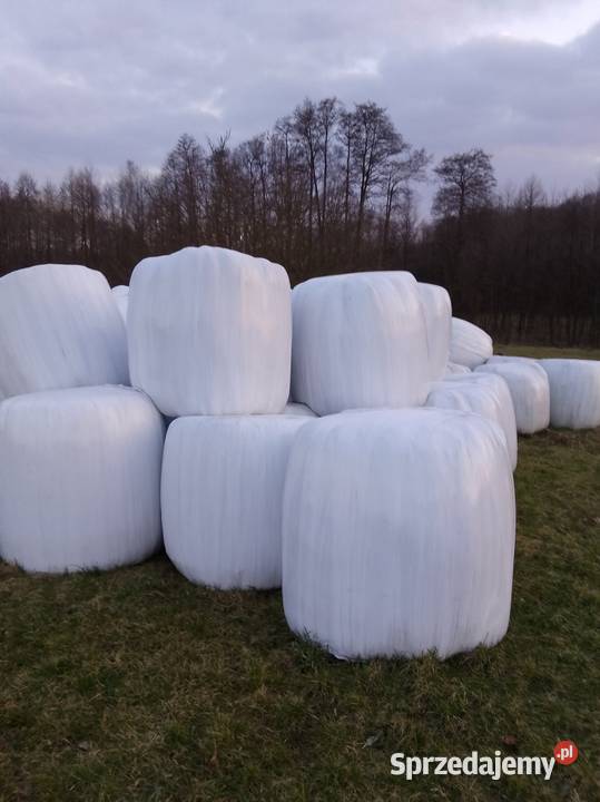 Sianokiszonka Kock