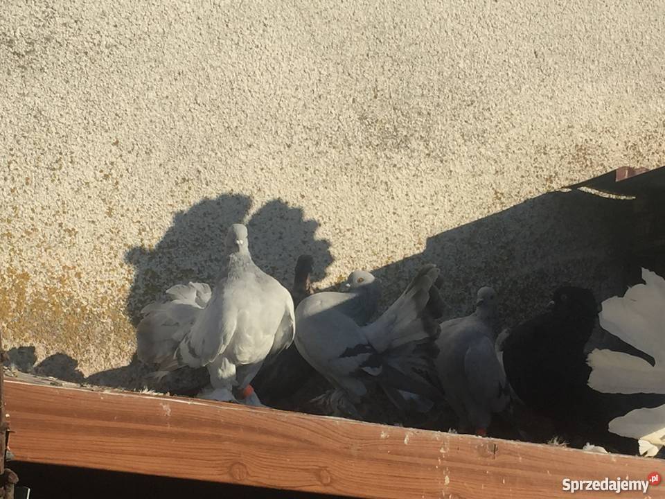 Pawik pawiki indyjskie