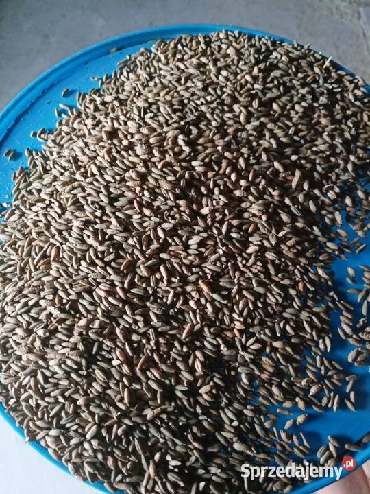 Sprzedam mieszankę żyto z pszenżytem Maków Mazowiecki