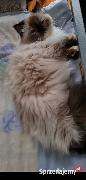 Sprzedam kotkę perską Żary