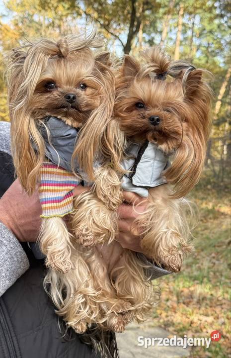 Hodowla Edi Stars ZKwPFCI Yorkshire Terrier z York Bydgoszcz sprzedam