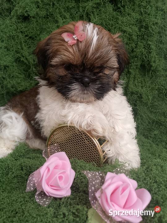 DO ODBIORU ostatnia suczka rasy ShihTzu opolskie Byczyna sprzedam