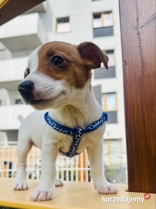 Urocza sunia Jack Russell Terrier Rodowód wielkopolskie Poznań