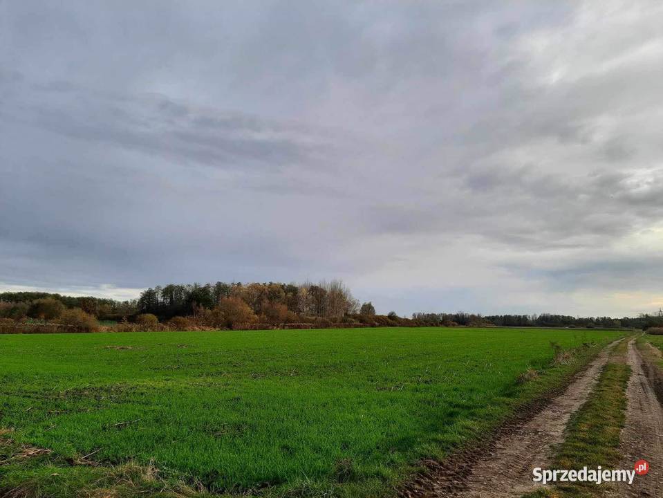 sprzedam pole uprawne o powierzchni 110 ha Suchy Grunt