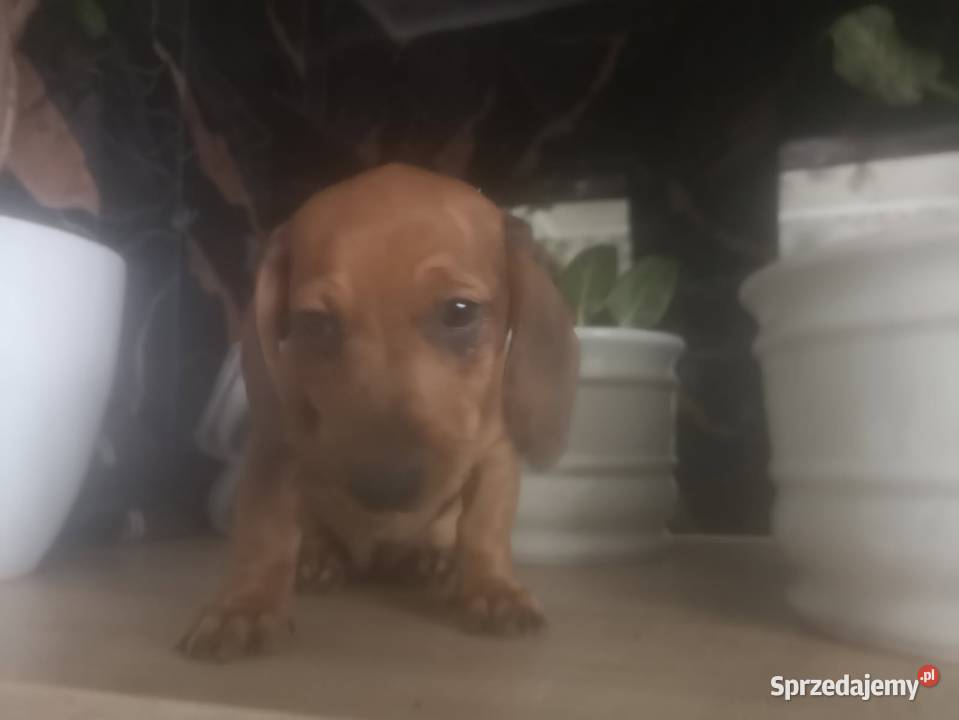 Jamnik krótkowłosy suczka merle Pokrytki