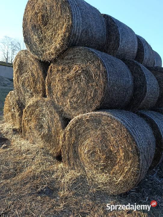 Słoma bele 130 Kraszyn sprzedam
