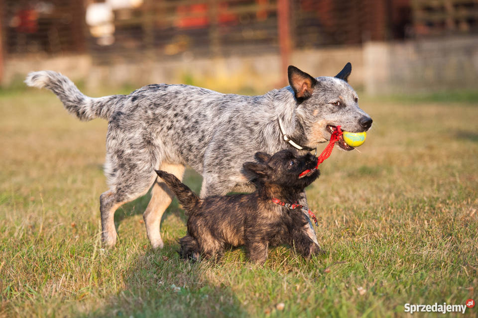 CAIRN TERRIER rodowodowe szczenięta Championach Psy Kraków