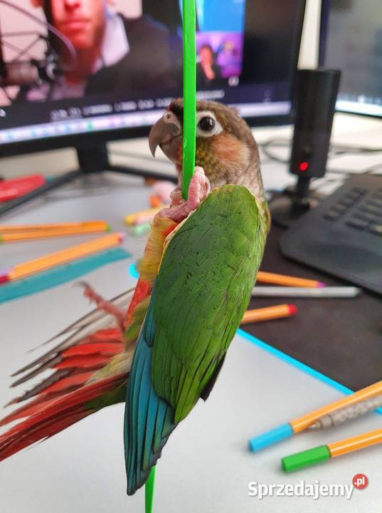 Rudosterki Rudosterka red pineapple samczyk z Kraków