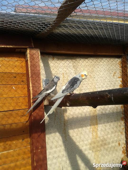 Samiec Nimfy szek Czempiń