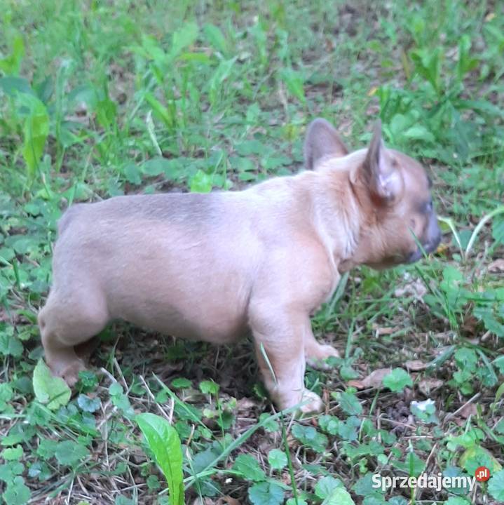 Buldog francuski piekny piesek Buldog łódzkie Pabianice