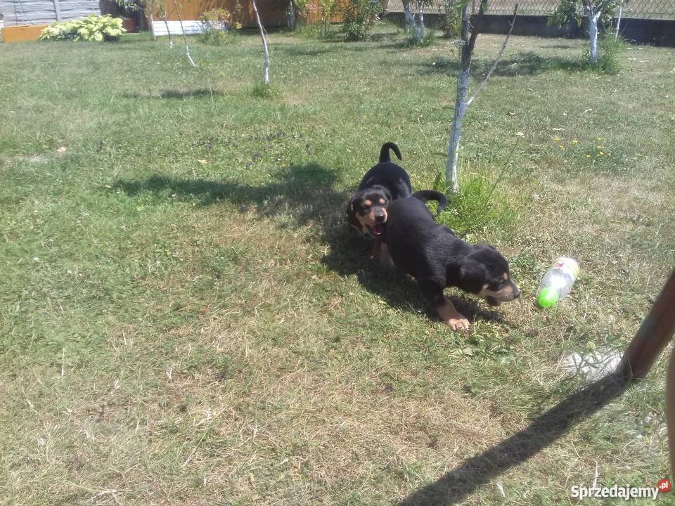 Oddam szczenięta gończy polski Dąbrowa Tarnowska