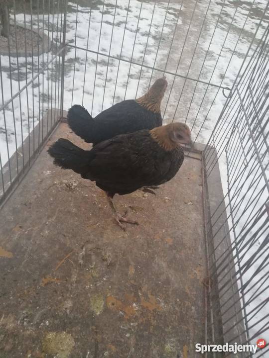 Bojowiec nowoangielski Siedlce