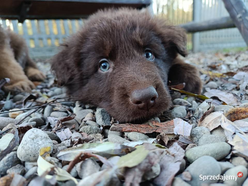 Owczarek Niemiecki Józefów Witowicki