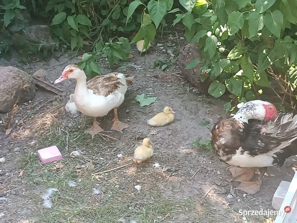 Sprzedam kaczki kaczory kaczuszki Ptaki Kraśnik