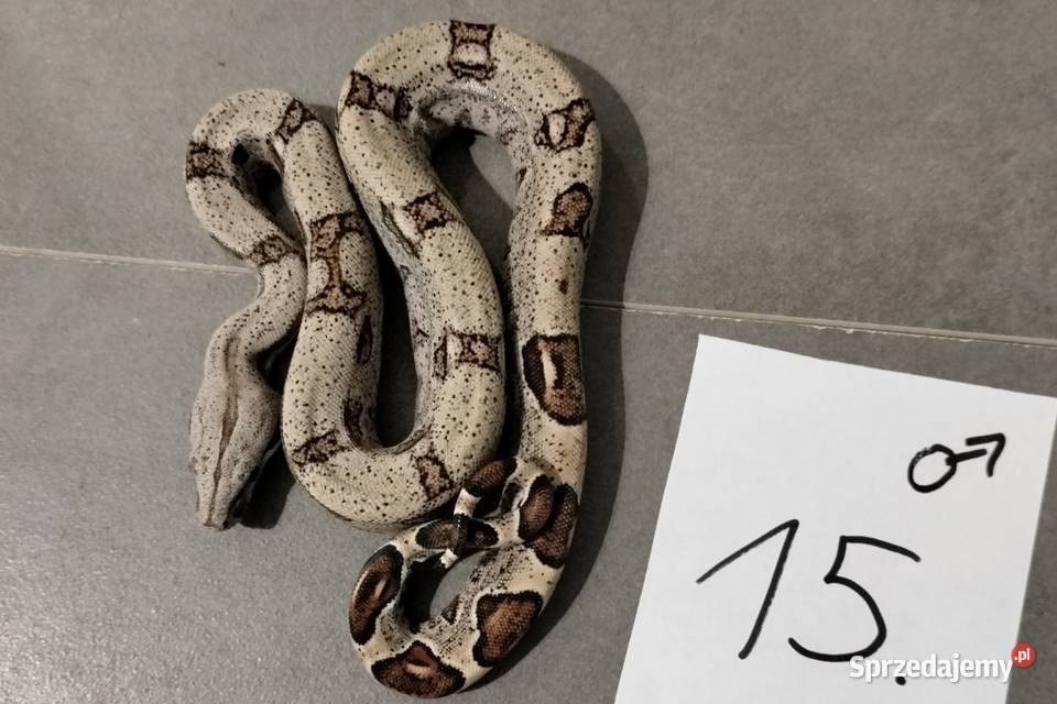 Boa cesarskie samce cb26