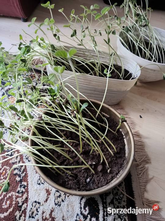 Soja do siewu podkarpackie Pruchnik