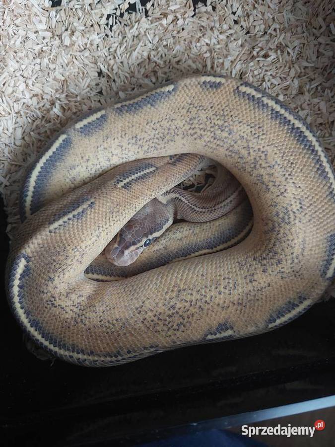 Pyton królewski samiec highway Orange dream Gady i płazy pomorskie Reda