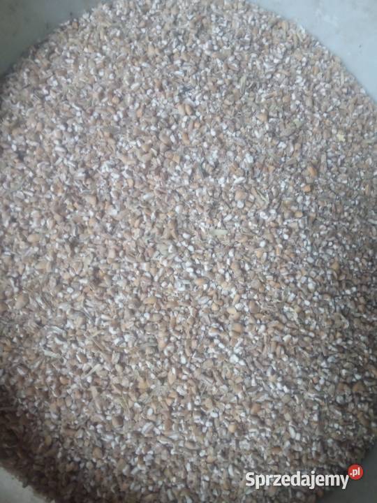 Jęczmień ozimy pszenica transport workowane Chocznia