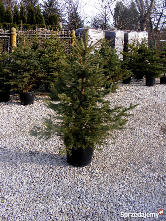 Choinki Świąteczne podkarpackie Rzeszów sprzedam