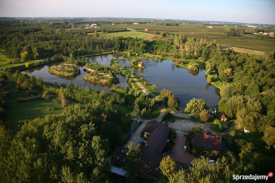 Jaja lęgowe gęsi garbonosej Oleśnik