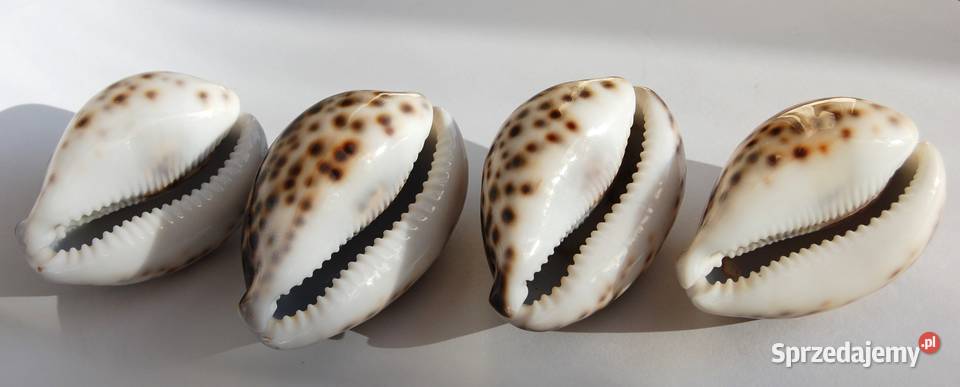 Muszla morska porcelanka tygrysia 8 4 Lublin sprzedam
