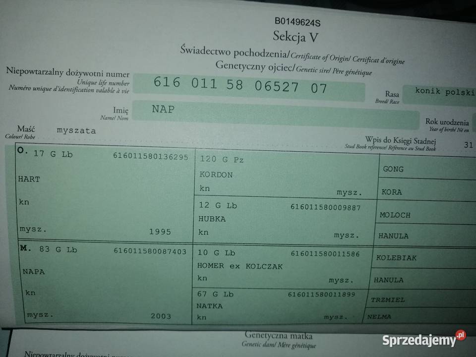 Konik Polski kuc kucyk Konie Grabowiec