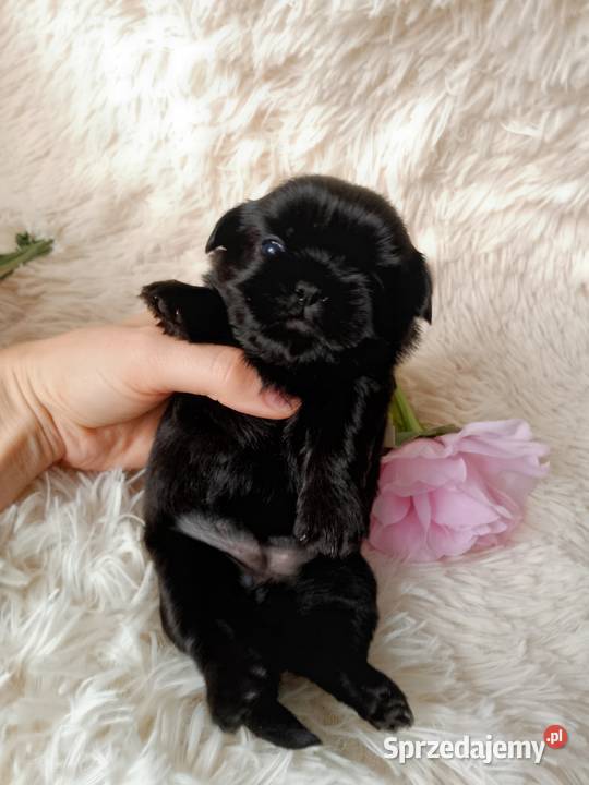 Czarna piękna suczka rasy ShihTzu Kluczbork