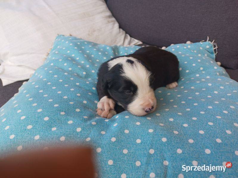 Szczeniak Border Collie Dębowa Góra