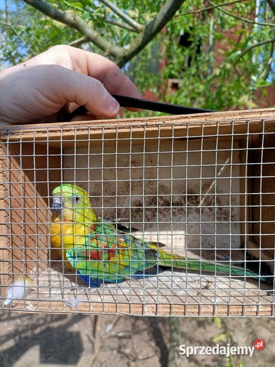 Świergotka seledynowa Wąbrzeźno