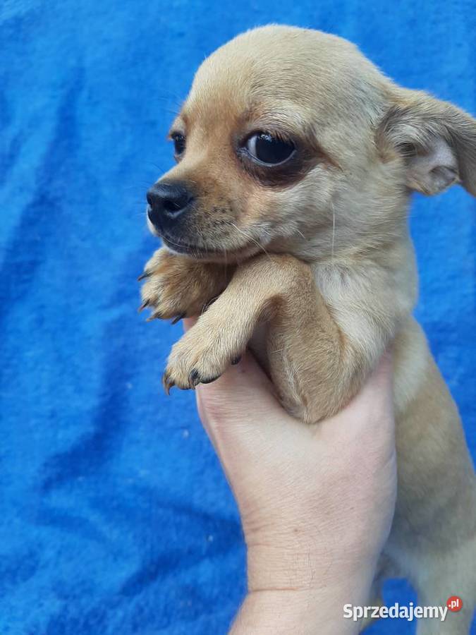 Suczka chihuahua z rodowodem w ręce Leoncin
