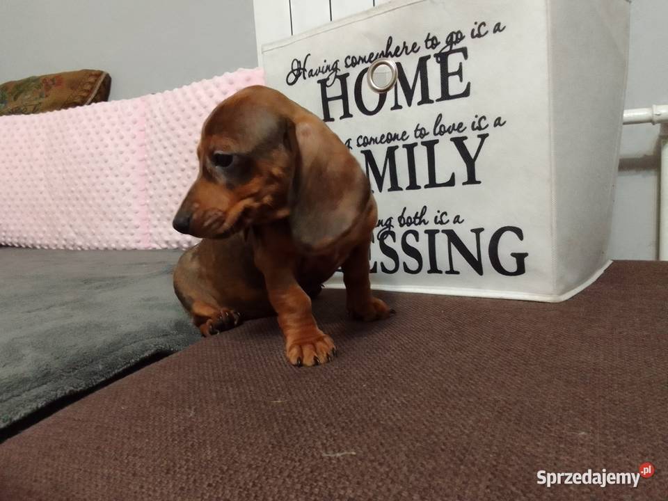 Jamniki krótkowłosy merle Żyrardów