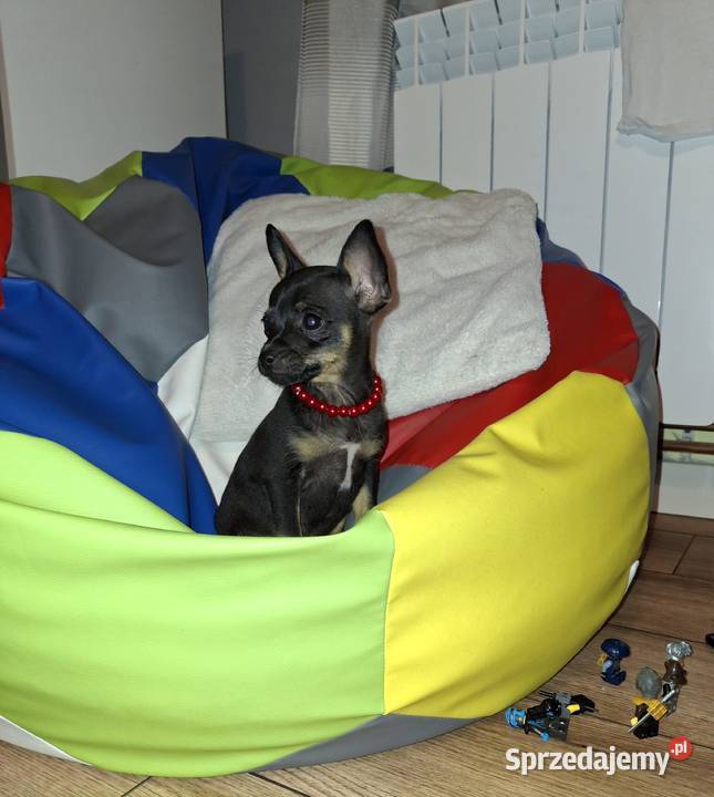 Migotka sunia ratlerek miniaturka Pozostałe Jasło