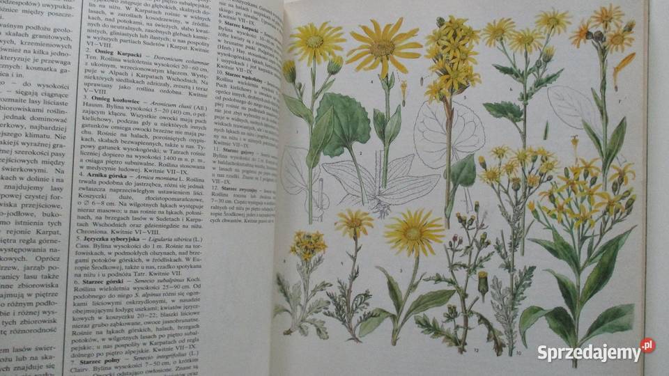 Rośliny ozdobą domu rosliny kwiaty ogród uprawa dom i ogród Łódź