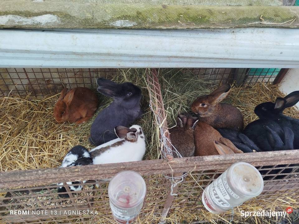 Króliki mieszańce i rasowe Dylągowa