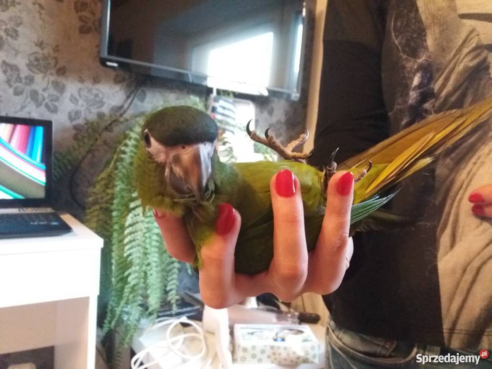 Ara nobilis epoletowa ręcznie karmiona