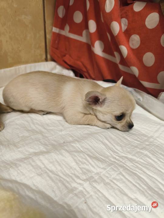 Sunia Chihuahua FCI Laskowice sprzedam