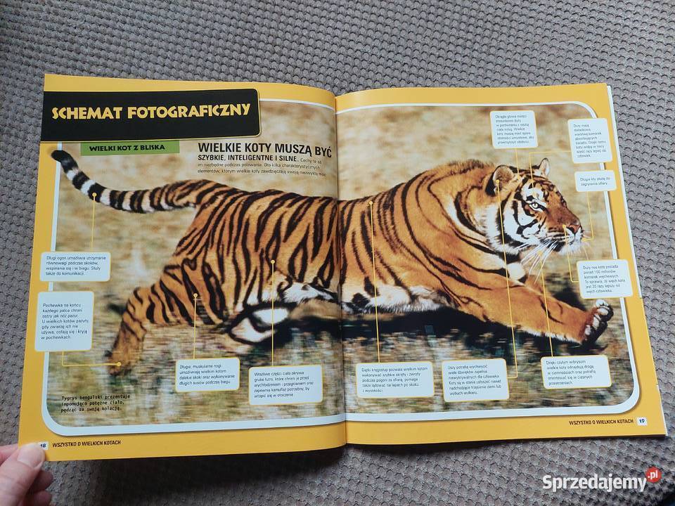 National Geographic Kids Wszystko o wielkich Kraków