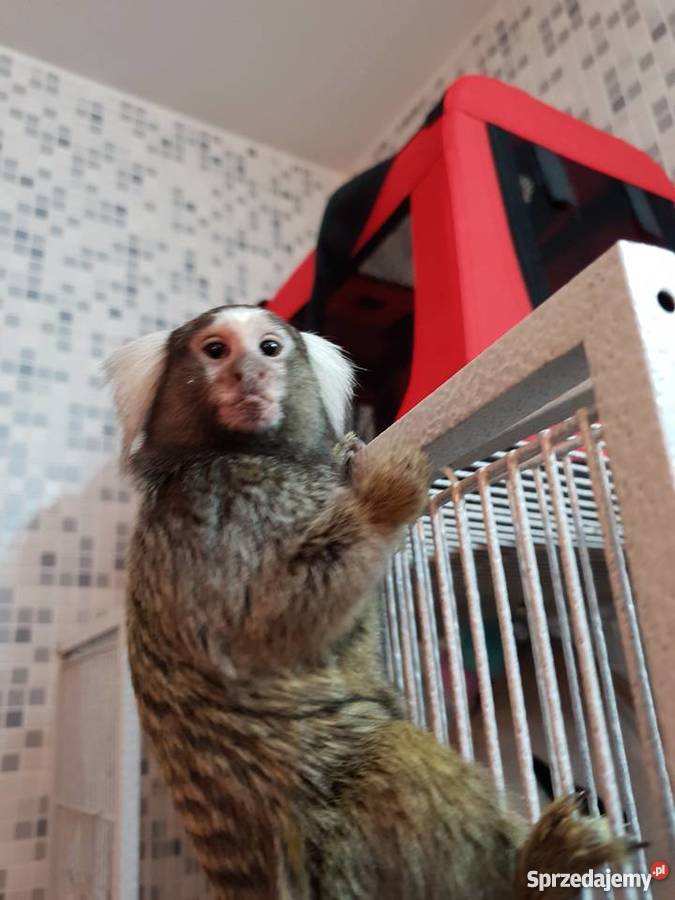 Małpki Marmozeta klatka Czaplinek