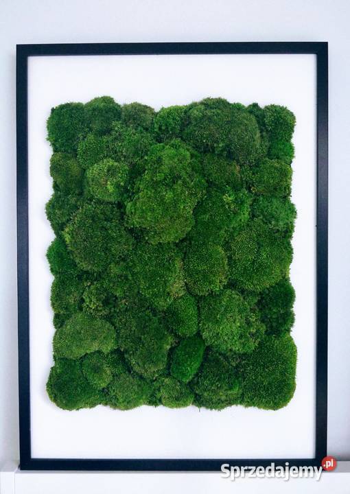 Dwa obrazy z mchem poduszkowym 50x70 w czarnej